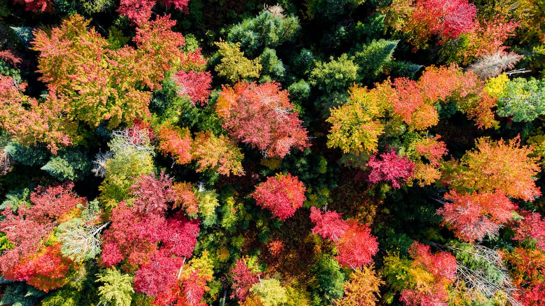 Vibrant Forest Drone Video in Vermont